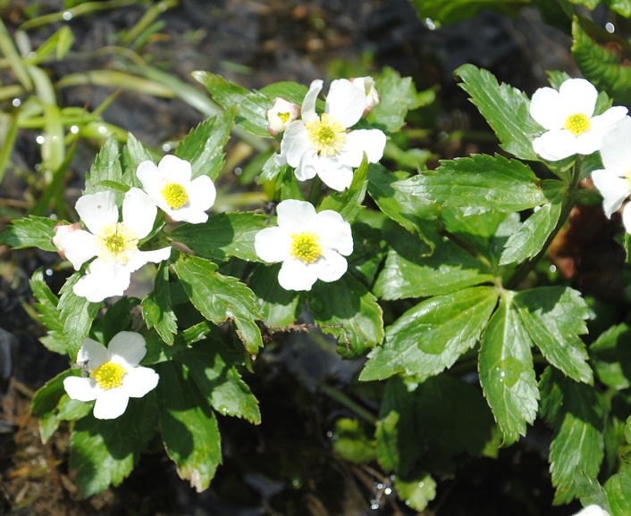 Ranunculus aconitifolius / Ranuncolo a foglie di aconito