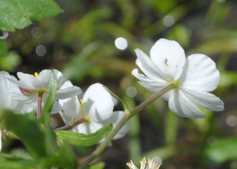 Ranunculus aconitifolius / Ranuncolo a foglie di aconito