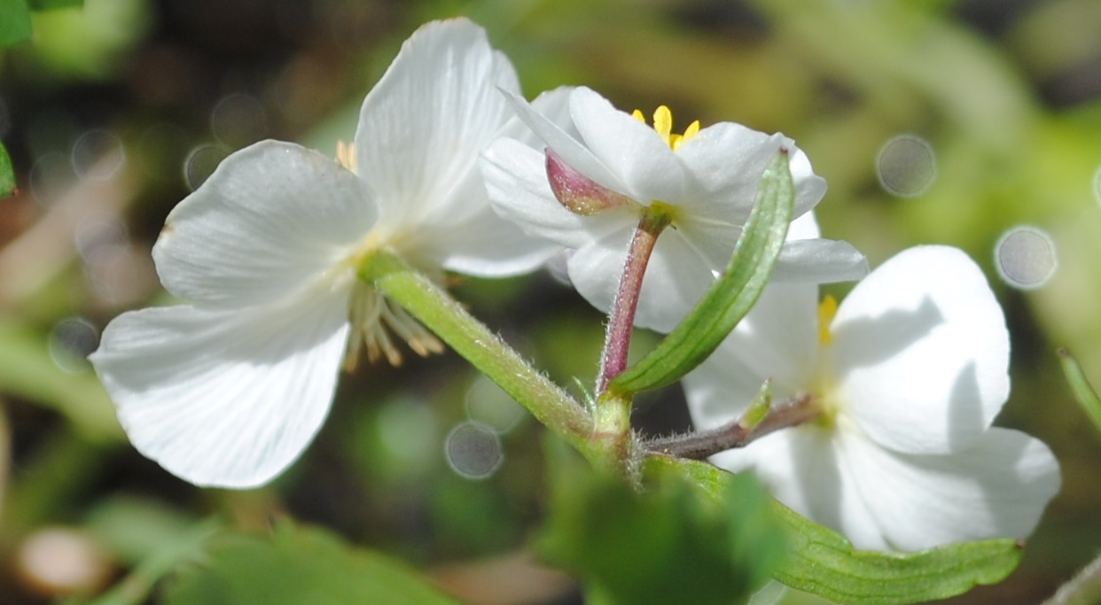 Ranunculus aconitifolius / Ranuncolo a foglie di aconito