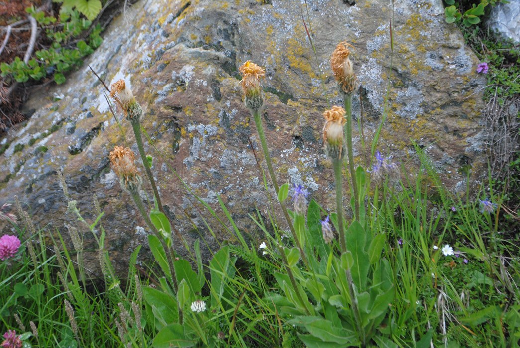 Hypochaeris uniflora