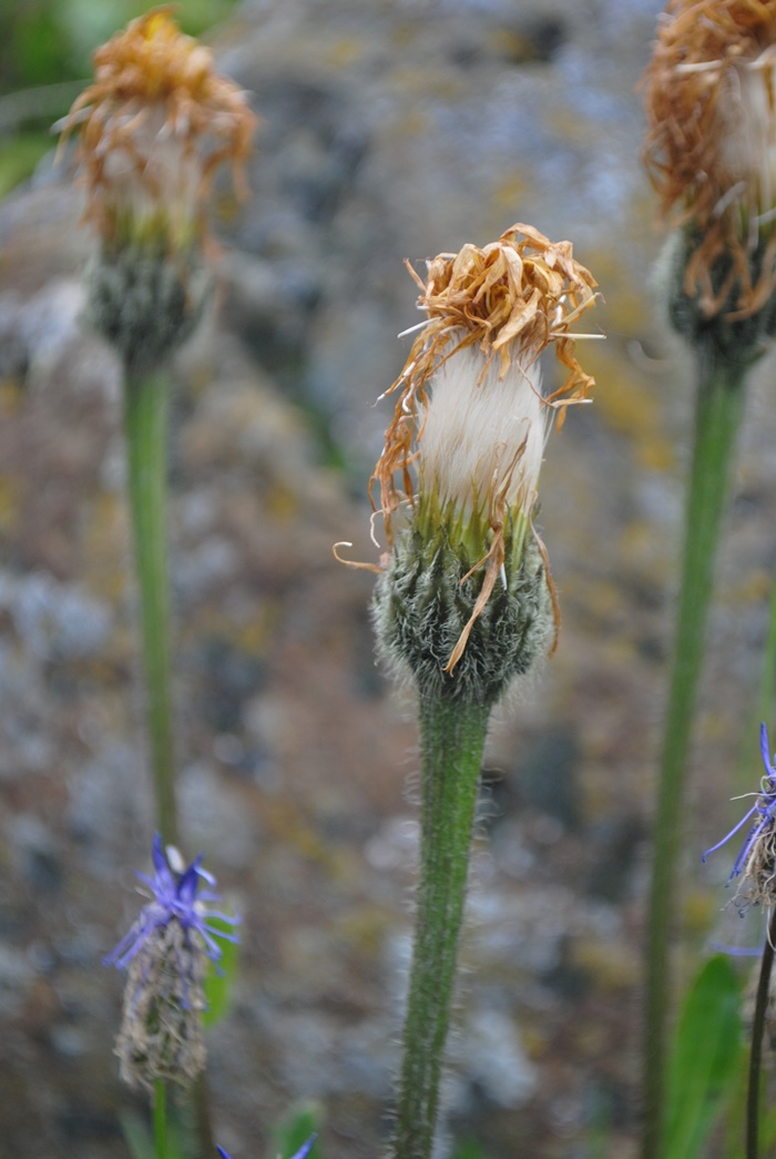 Hypochaeris uniflora