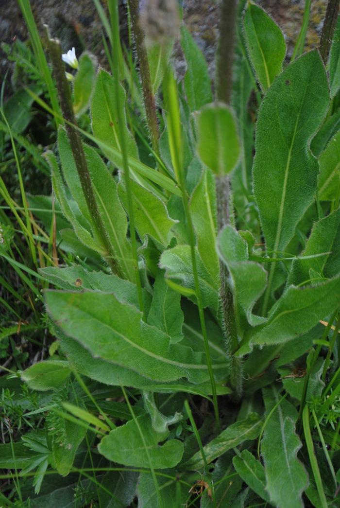 Hypochaeris uniflora