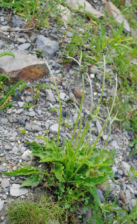 Alpi francesi - Hieracium cfr. murorum