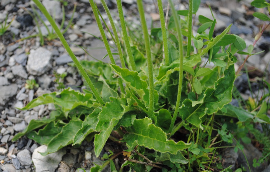 Alpi francesi - Hieracium cfr. murorum