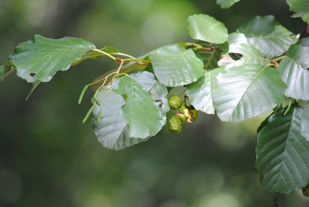 Alnus glutinosa o cordata?