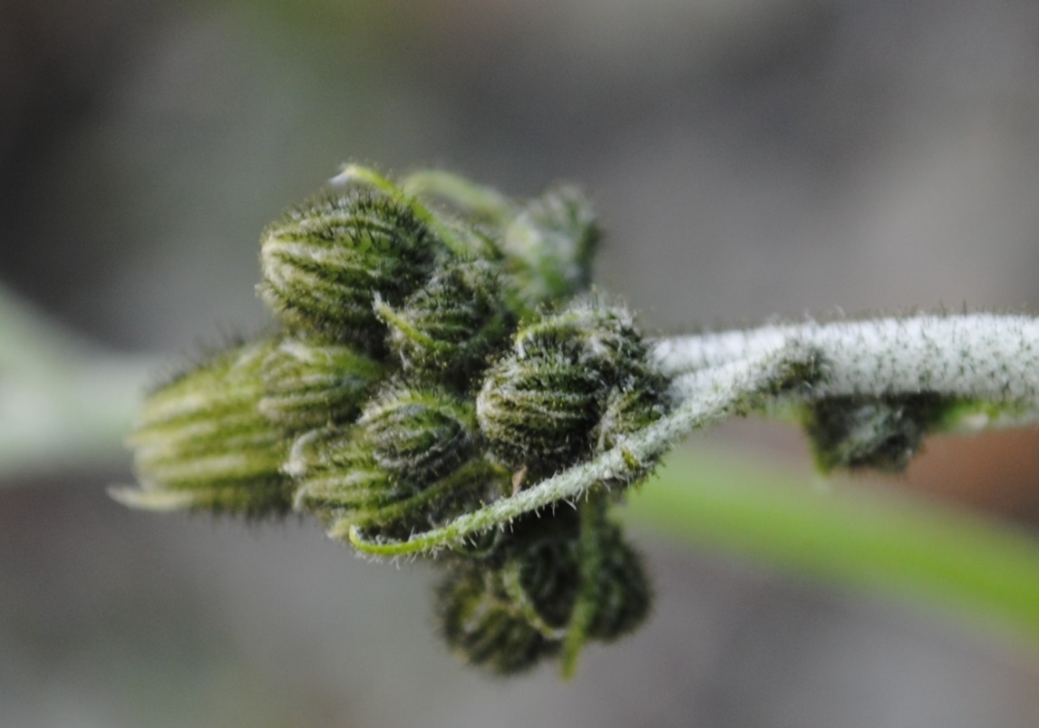 Alpi francesi - Hieracium cfr. murorum