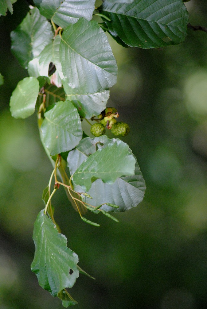 Alnus glutinosa o cordata?