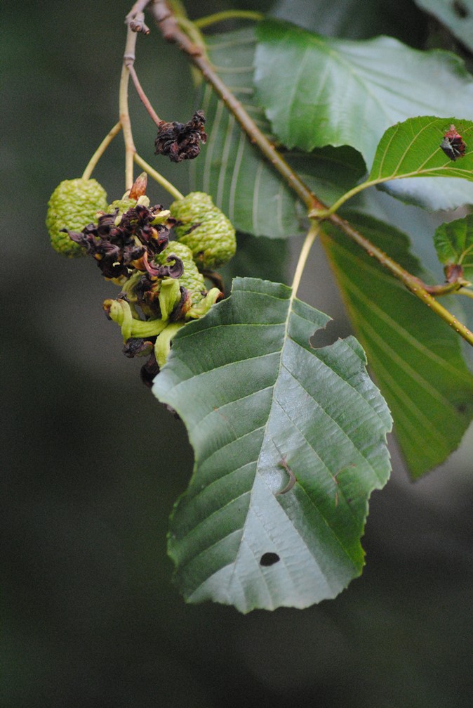 Alnus glutinosa o cordata?