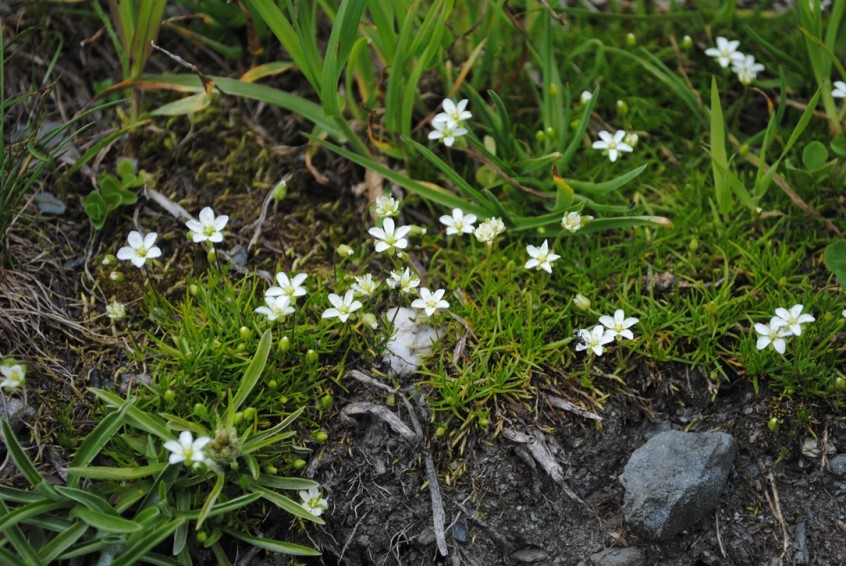 Caryophyllacea - Sagina cfr.saginoides