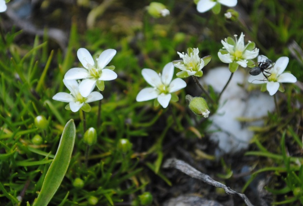 Caryophyllacea - Sagina cfr.saginoides