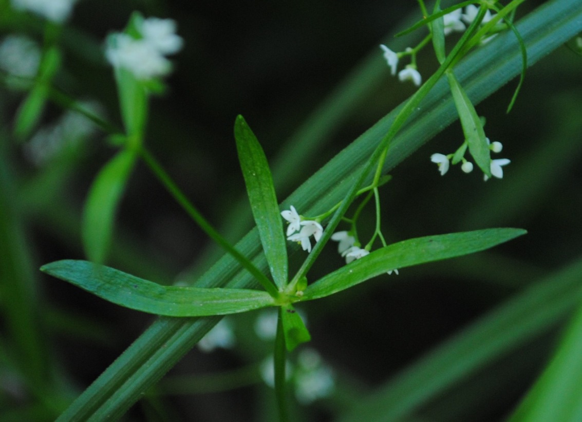 Galium gr. palustre