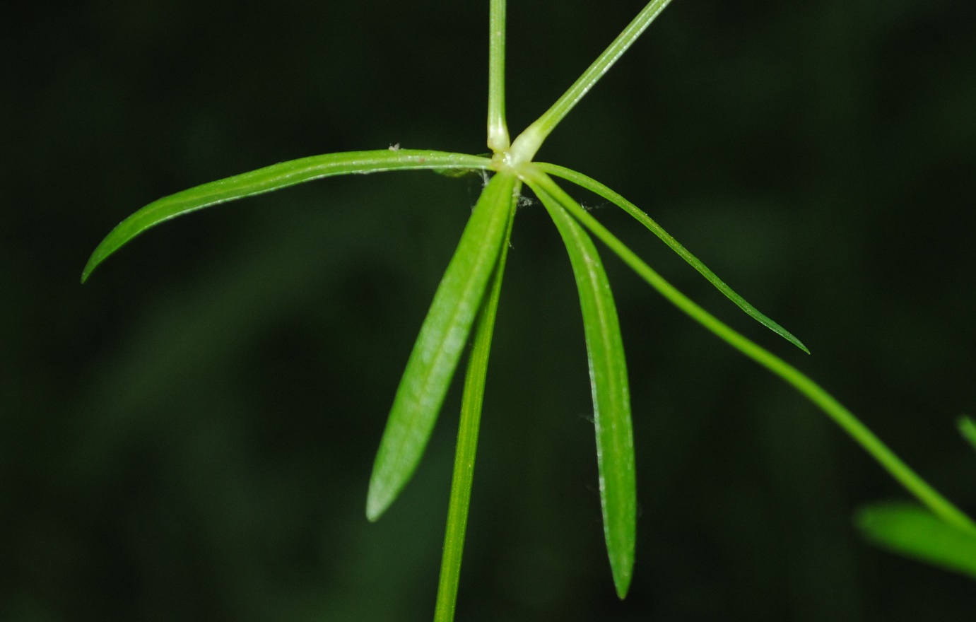 Galium gr. palustre