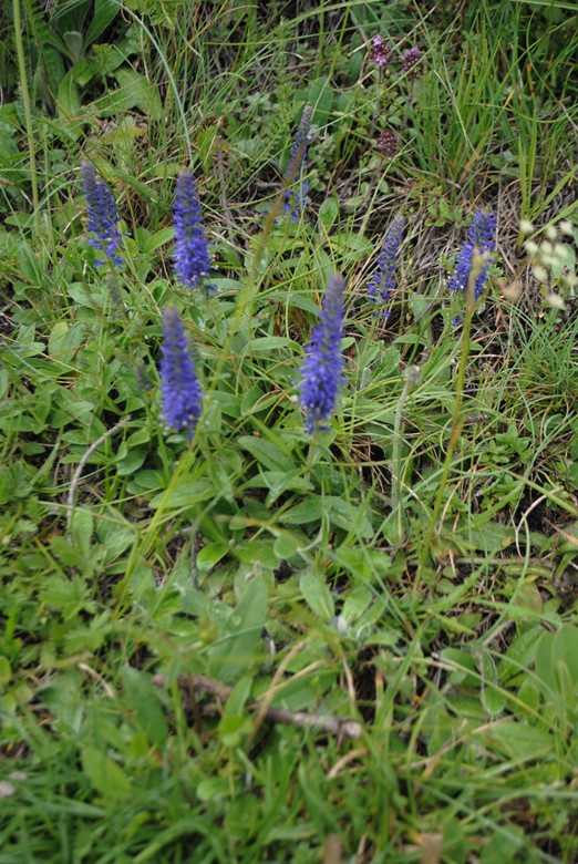 Veronica spicata