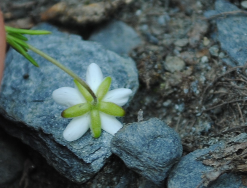 Caryophyllacea - Sagina cfr.saginoides