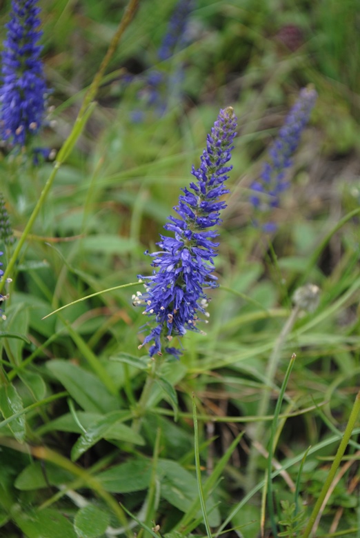 Veronica spicata