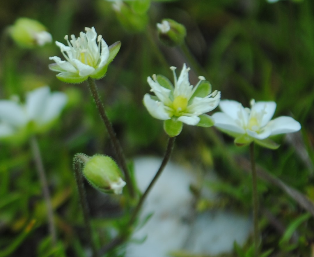 Caryophyllacea - Sagina cfr.saginoides