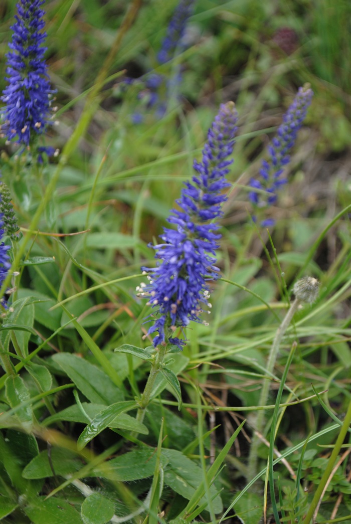 Veronica spicata