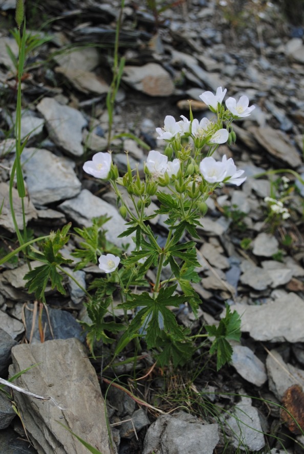 Geranium rivulare