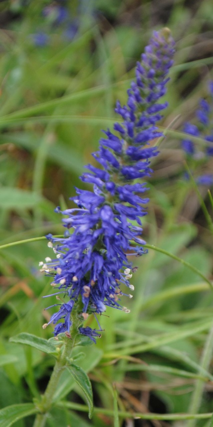 Veronica spicata