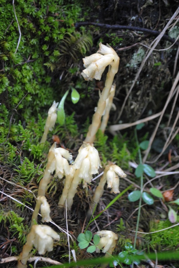 Monotropa?