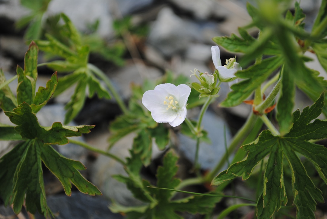 Geranium rivulare