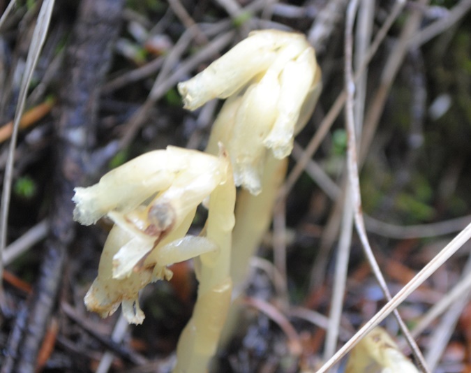 Monotropa?