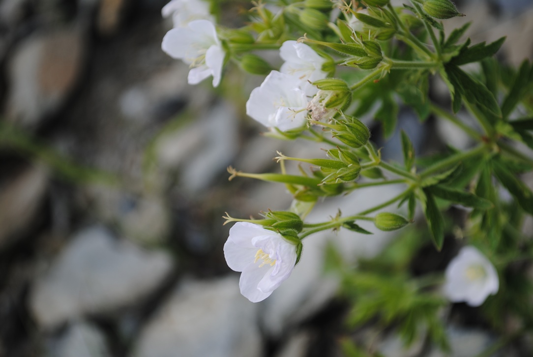 Geranium rivulare