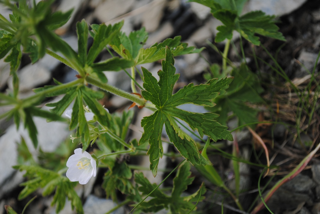 Geranium rivulare