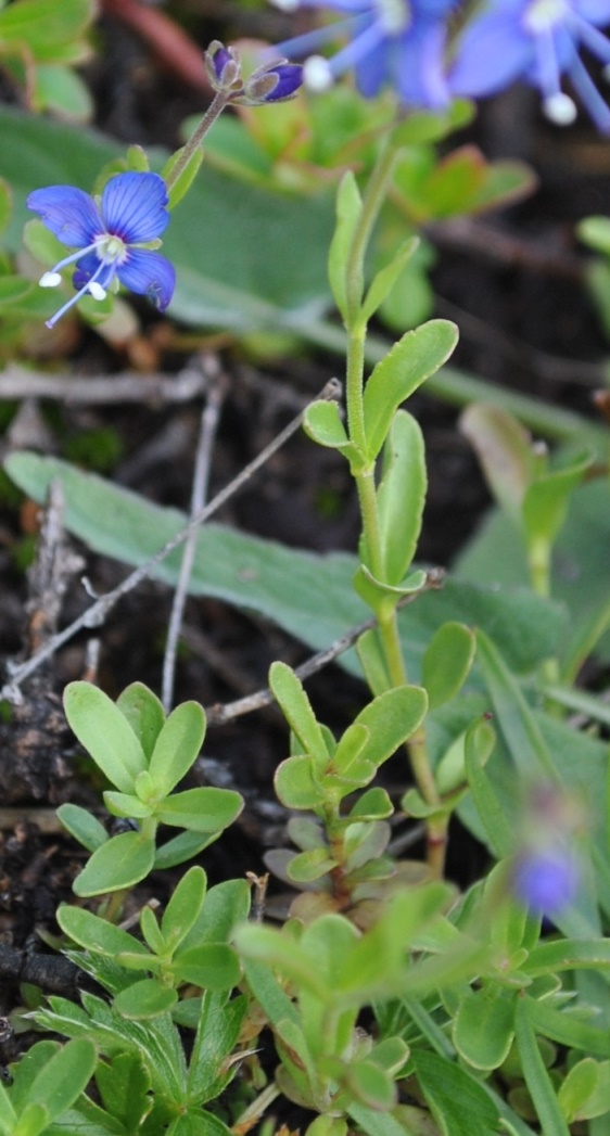 Veronica fruticans / Veronica fruticosa