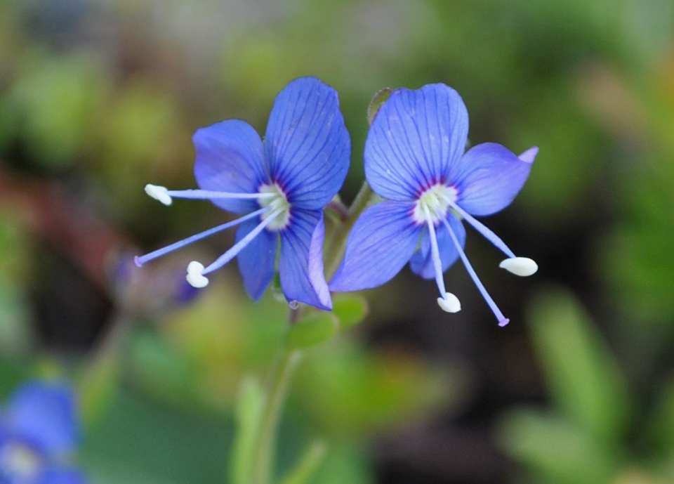 Veronica fruticans / Veronica fruticosa