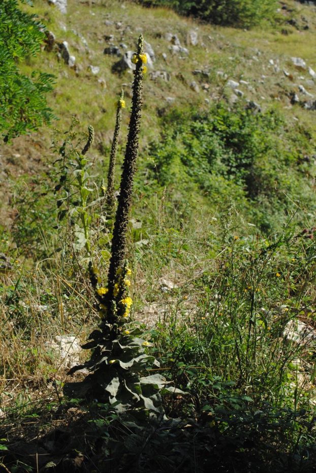 Verbascum densiflorum (Lamiales - Scrophulariaceae)