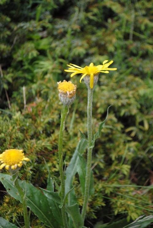 Senecio doronicum