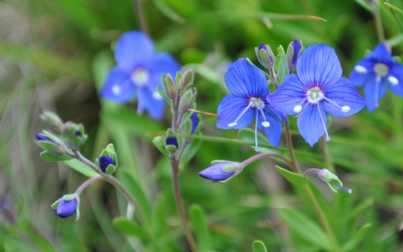 Veronica fruticans / Veronica fruticosa