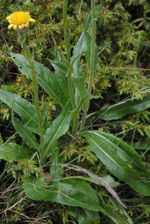 Senecio doronicum