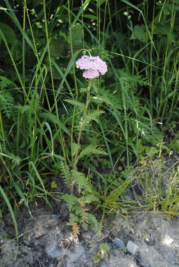 Achillea roseoalba / Millefoglio bianco-roseo