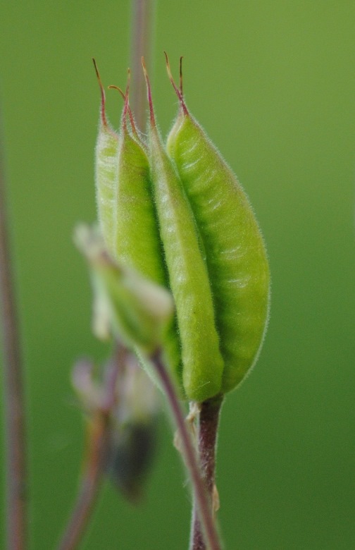 Aquilegia dumeticola / Aquilegia vischiosa