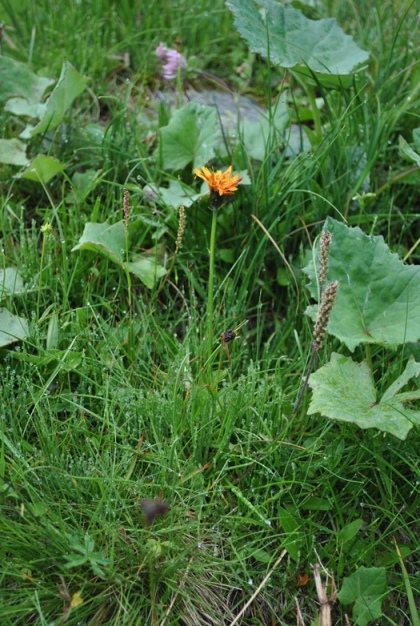 Alpi Francesi Meribel 12 - Crepis aurea