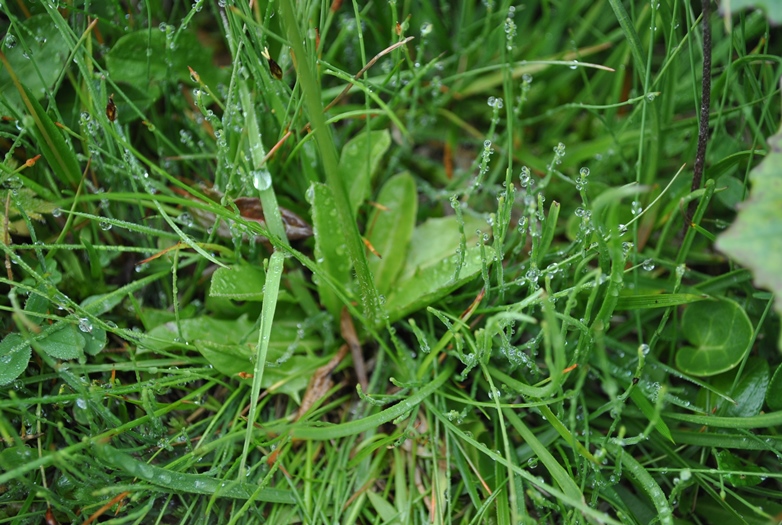 Alpi Francesi Meribel 12 - Crepis aurea