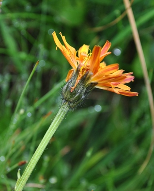 Alpi Francesi Meribel 12 - Crepis aurea