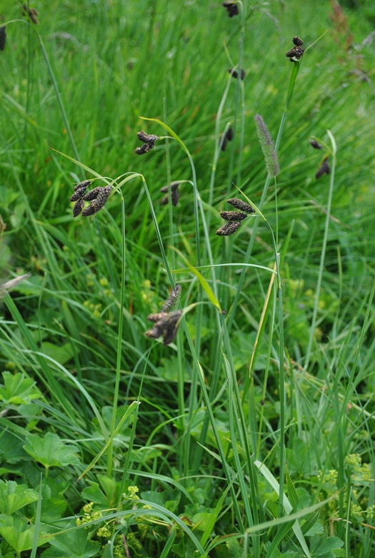 Carex atrata / Carice abbronzata