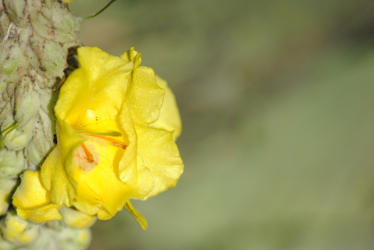 Verbascum densiflorum (Lamiales - Scrophulariaceae)