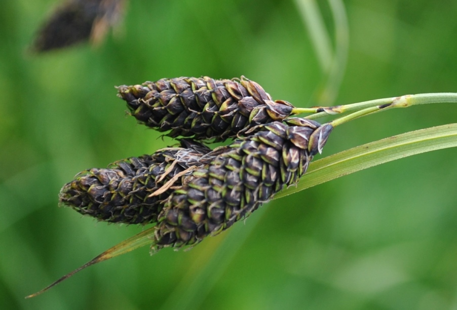 Carex atrata / Carice abbronzata