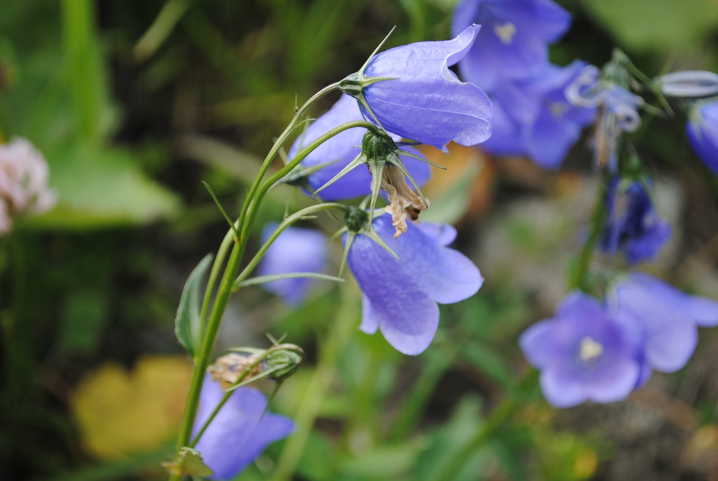 Campanula rhomboidalis / Campanula romboidale