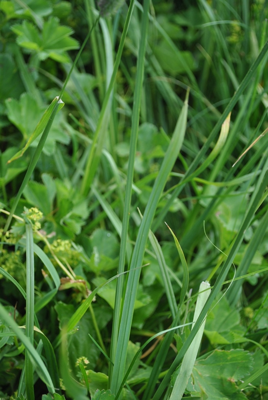 Carex atrata / Carice abbronzata