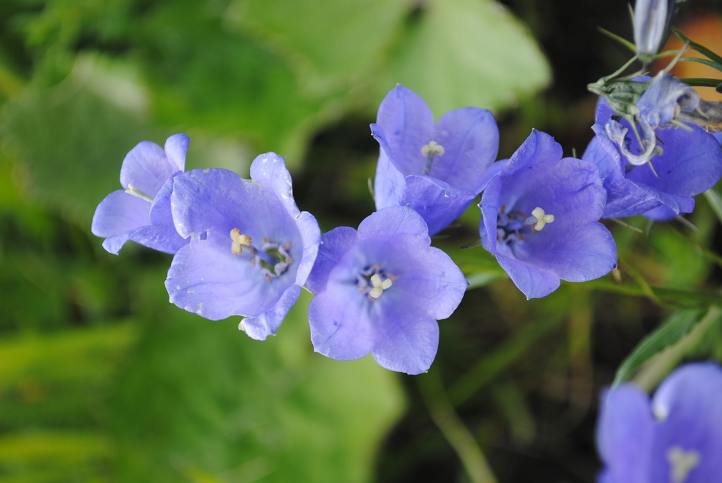 Campanula rhomboidalis / Campanula romboidale