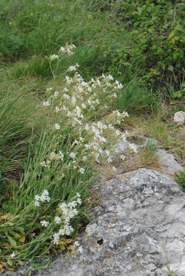 Silene italica?