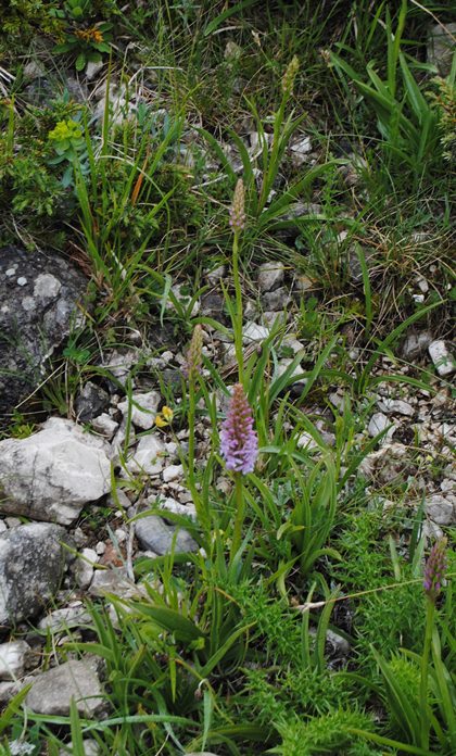 Gymnadenia conopsea?