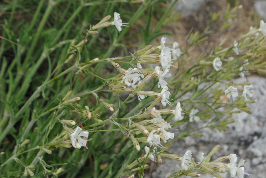 Silene italica?