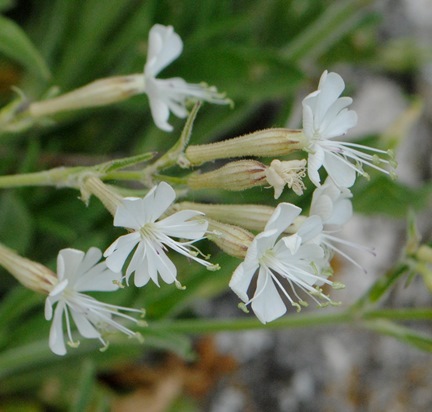 Silene italica?