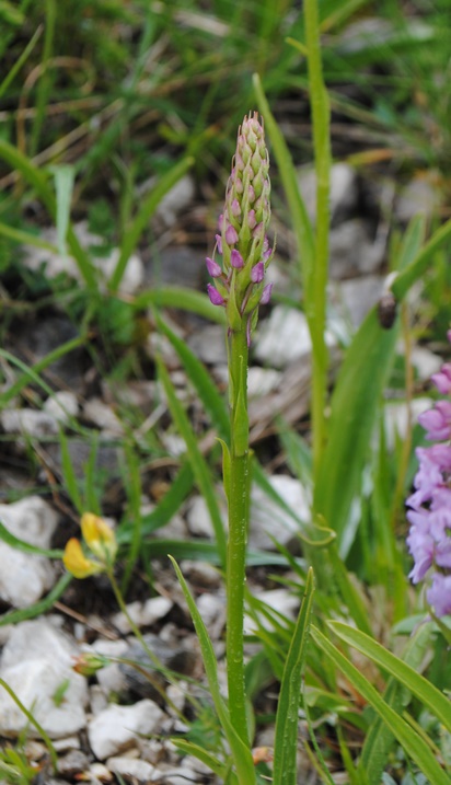 Gymnadenia conopsea?